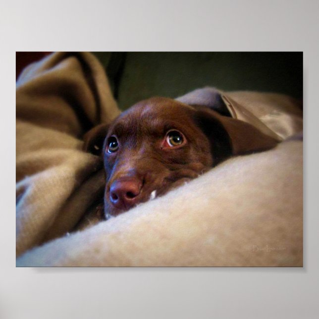 Sad Chocolate Labrador Pittie Welpenhund Poster (Vorne)