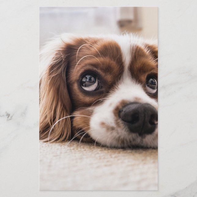 Sad-Mit Augen Cocker Spanierhund Briefpapier (Vorderseite)