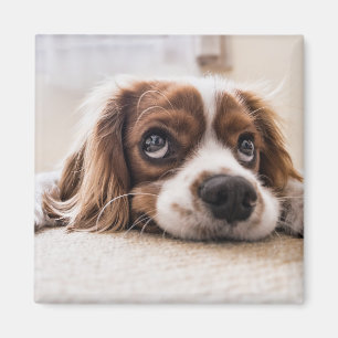 Sad-Mit Augen Cocker Spanierhund Magnet
