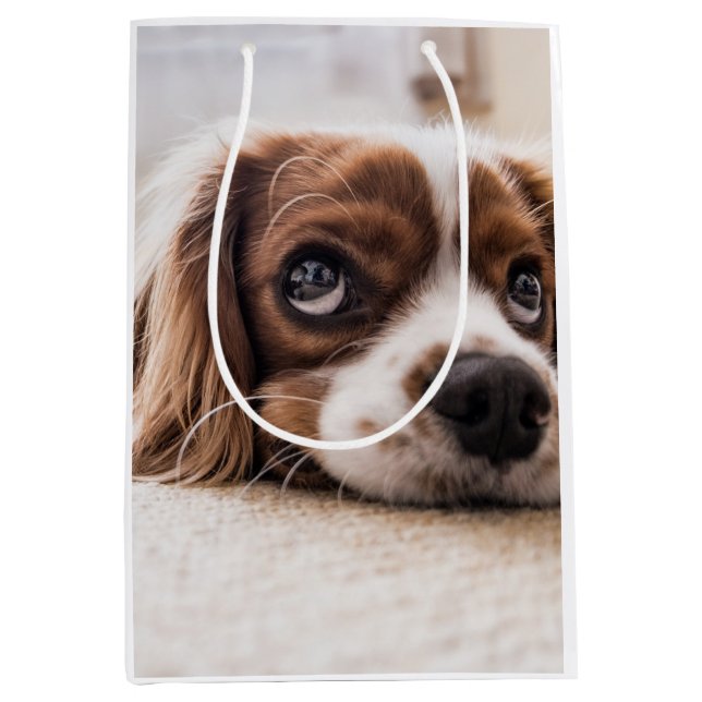Sad-Mit Augen Cocker Spanierhund Mittlere Geschenktüte (Vorderseite)