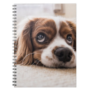 Sad-Mit Augen Cocker Spanierhund Notizblock