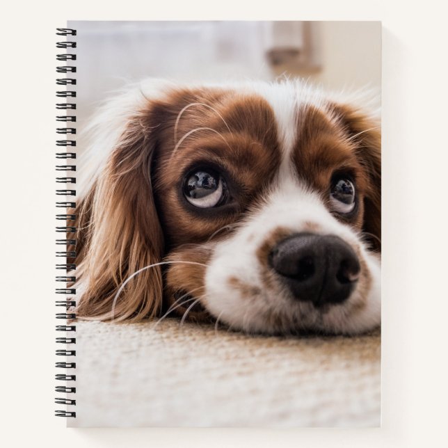 Sad-Mit Augen Cocker Spanierhund Notizbuch (Vorderseite)