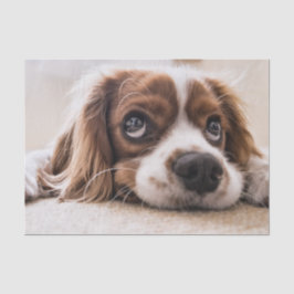 Sad-Mit Augen Cocker Spanierhund Seidenpapier