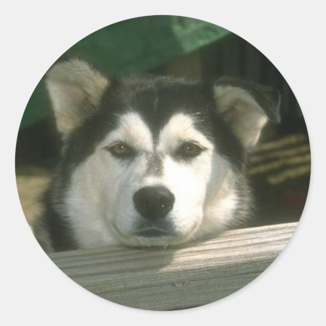 Sad Puppy Runder Aufkleber (Vorderseite)