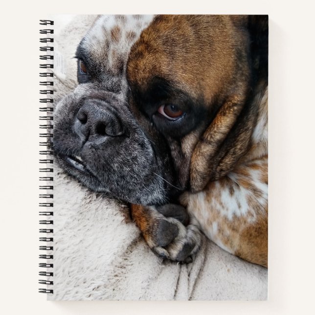 Sad Viktorianisch Bulldog-Foto 8x11-Notebook Notizbuch (Vorderseite)
