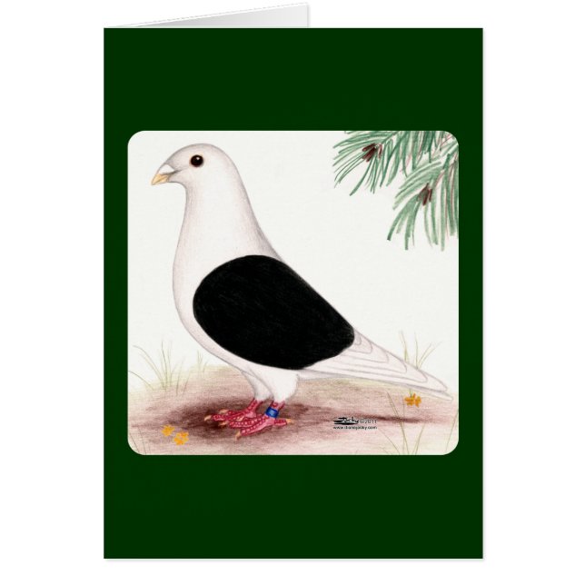 Saddle Homer Pigeon (Devant)