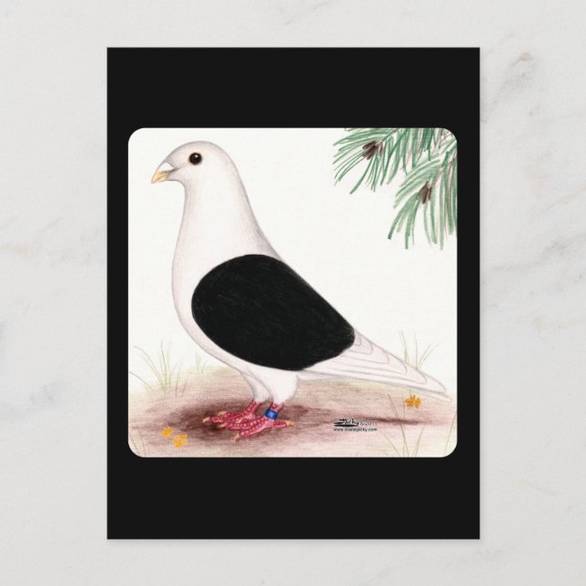 Saddle Homer Pigeon Postkarte (Vorderseite)