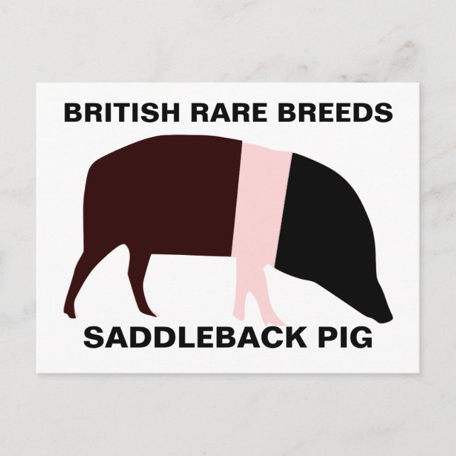 Saddleback Pig individuell anpassbare Postkarte (Vorderseite)