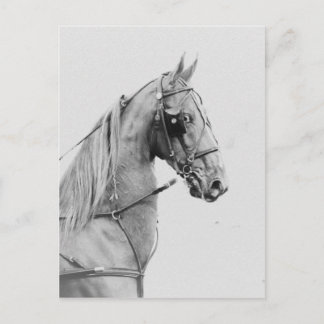 Saddlebred Feingurt Postkarte