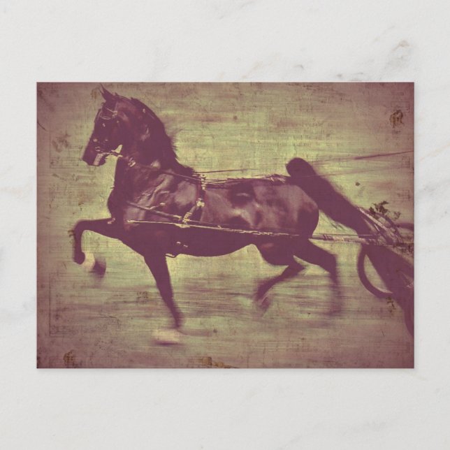 Saddlebred Song Postkarte (Vorderseite)