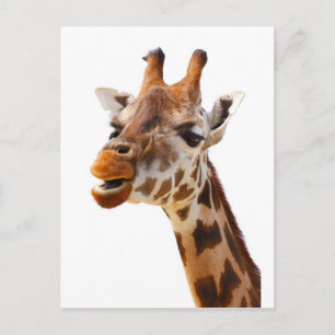 Safari Africa Jungle Giraffe Postkarte