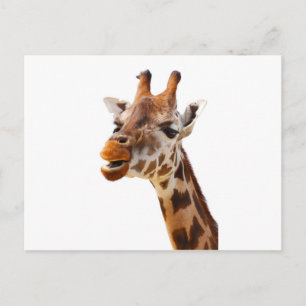 Safari Africa Jungle Giraffe Postkarte