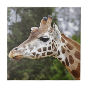 Safari Africa Mod Chic Classy Destiny Giraffe Fliese