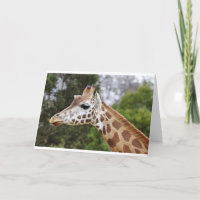 Safari Africa Mod Chic Classy Destiny Giraffe