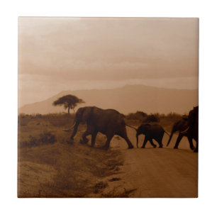 Safari Africa Niedlich Adorable Destinable Elephan Fliese