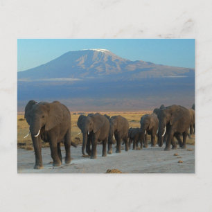 Safari Africa Niedlich Adorable Destinable Elephan Postkarte