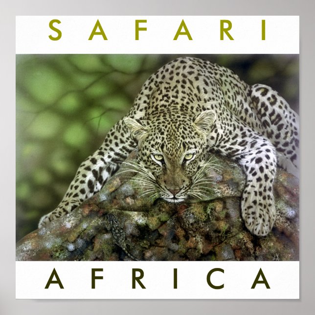 Safari Africa Poster (Vorne)