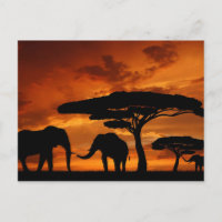 Safari African Baobab Tree Elefant Silhouette