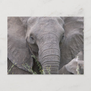 Safari African Jungle Destiny Animals Elephants Postkarte