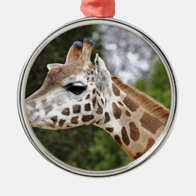 Safari-Afrika-Modchic-noble Schicksals-Giraffe Silbernes Ornament (Vorne)