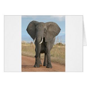 Safari Afrikanischer Dschungel Schicksal Tiere Ele