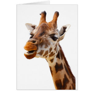 Safari Afrique Jungle Giraffe