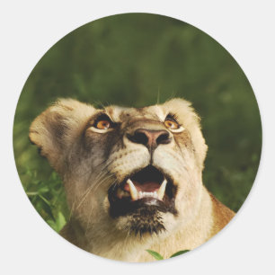 Safari-Aufkleber für Löwen Runder Aufkleber