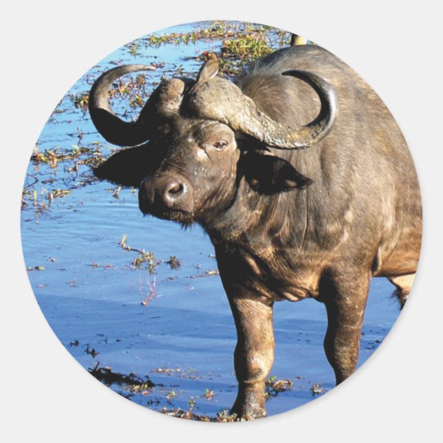 Safari de Cape Buffalo gros 5 autocollants (Devant)