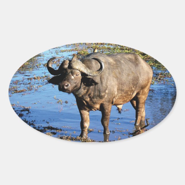 Safari de Cape Buffalo gros 5 autocollants (Devant)