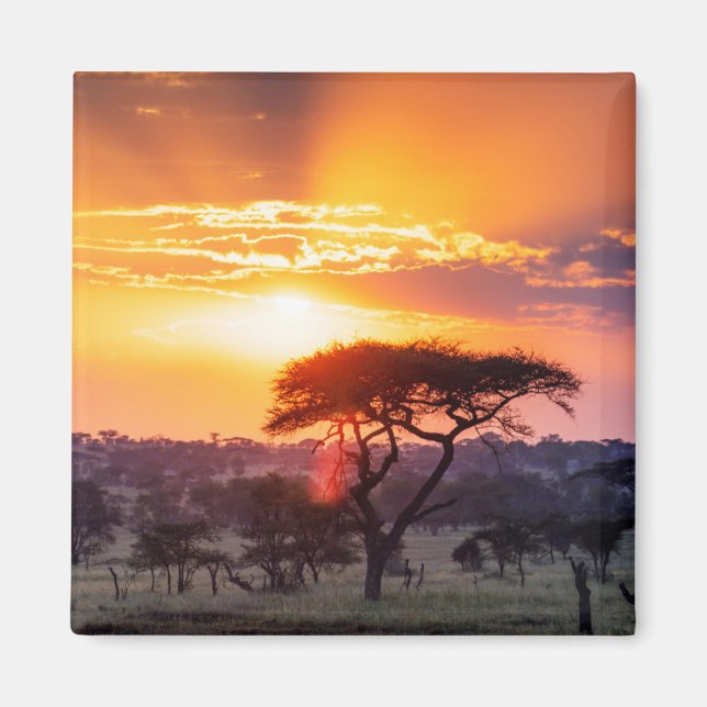 Safari im Serengeti-Nationalpark Magnet (Vorne)