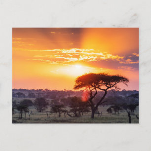 Safari im Serengeti-Nationalpark Postkarte