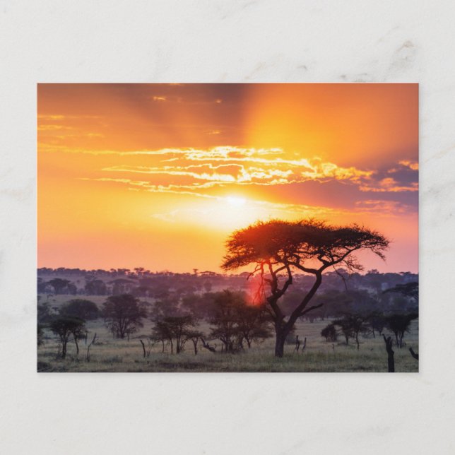 Safari im Serengeti-Nationalpark Postkarte (Vorderseite)