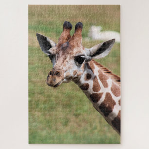 Safari in Des Moines