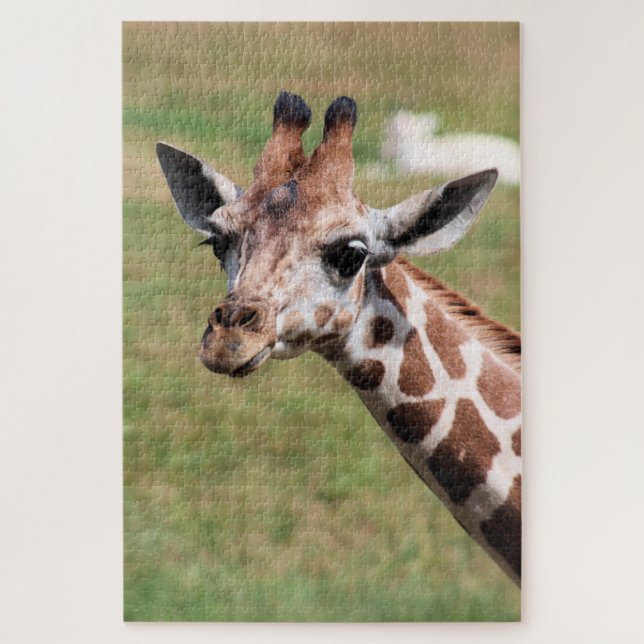 Safari in Des Moines (Vertikal)