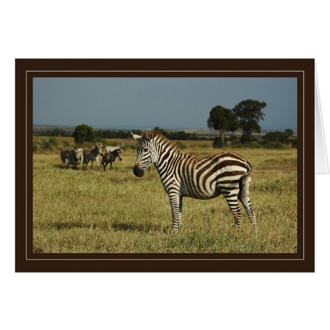 Safari-Karten von Zebra (Vorderseite (Horizontal))