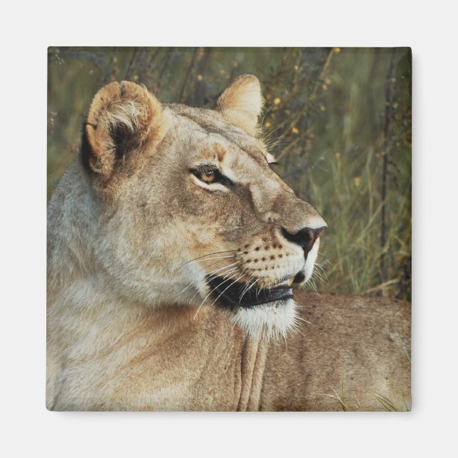 Safari-Magnete für Löwenheit - anpassen Magnet (Vorne)