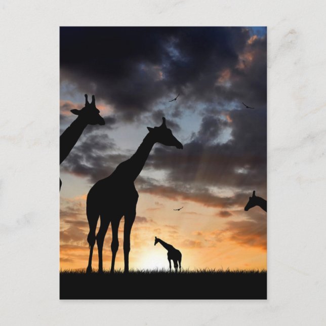 Safari-Wildtiergiraffe Silhouette Postkarte (Vorderseite)