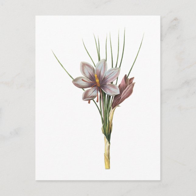 Saffron crocus (Crocus sativus) von Redouté Postkarte (Vorderseite)