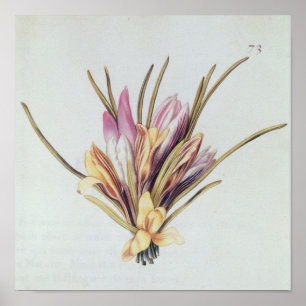 Saffron oder Crocus von "La Guirlande de de Julie" Poster