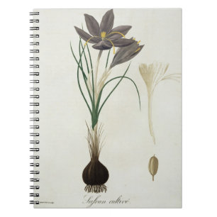 Safran-Krokus von "Phytographie Medicale" durch Notizblock