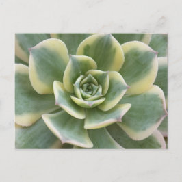Saftige Postkarte