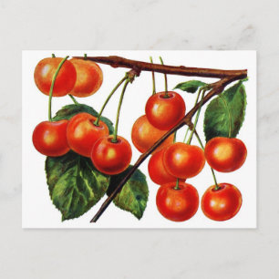 Saftige Süßkirschen Postkarte