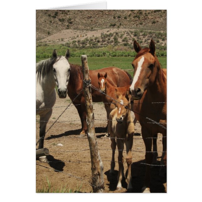 Sag Käse...! (Vorne)