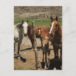 Sag Käse!  :) Postkarte