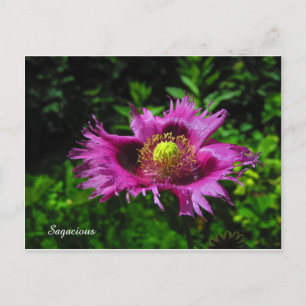 Sagacious PC Postkarte