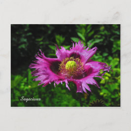 Sagacious PC Postkarte