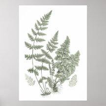 Sage Green Wall Art Fern Print No. 11 Wohngestaltu
