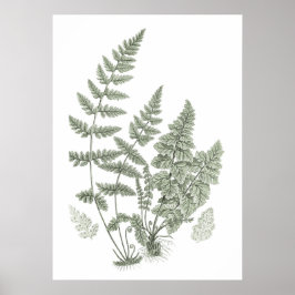 Sage Green Wall Art Fern Print No. 11 Wohngestaltu Poster