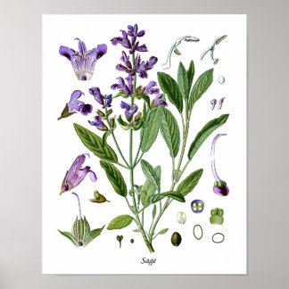 Sage Herb Botanische Küche Dining Wall Decke Poster