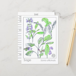 Sage Herb Materia Medica Cartes Plantes d'étude de